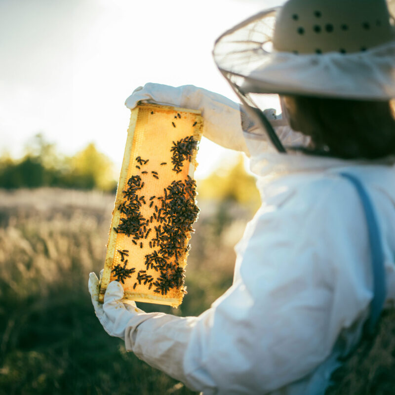 British Beekeeper