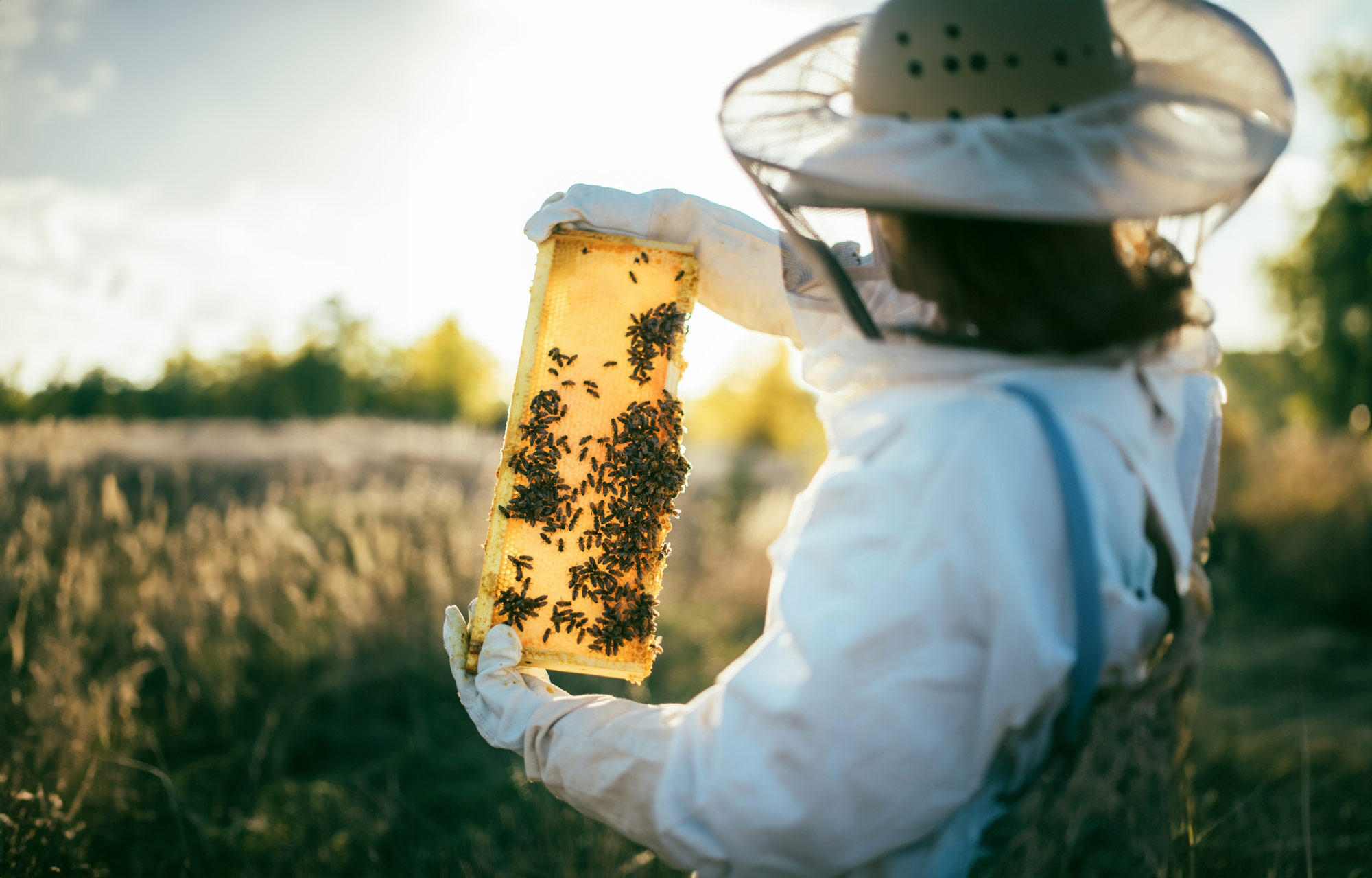 British Beekeeper